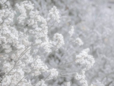 yumuşak odak, kurutulmuş beyaz çiçek duvar kağıdı
