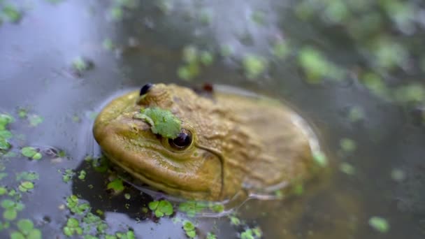 Der Frosch Lebt Sumpf Und Tarnt Sich Mit Einem Wasserkraut — Stockvideo