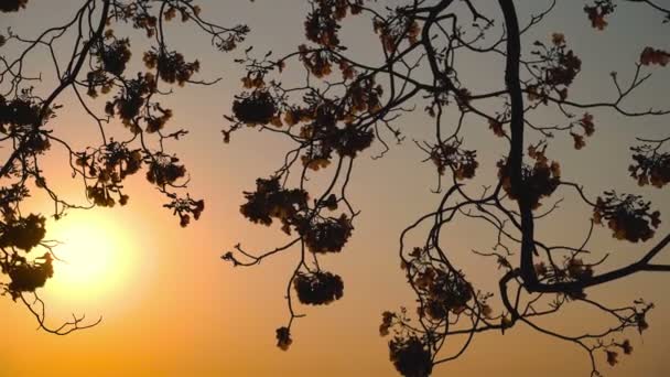 Atmosfera Zachodu Słońca Różowe Kwiaty Gałęziach Drzew Tabebuia Rosea Wysadzone — Wideo stockowe