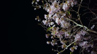 Gecenin atmosferi, ağaç dalları (Tabebuia rosea) üzerinde pembe çiçekler yere üflenir.