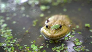 Kamuflaj için bir duckweed kullanarak bataklık içinde kurbağa yaşıyor.
