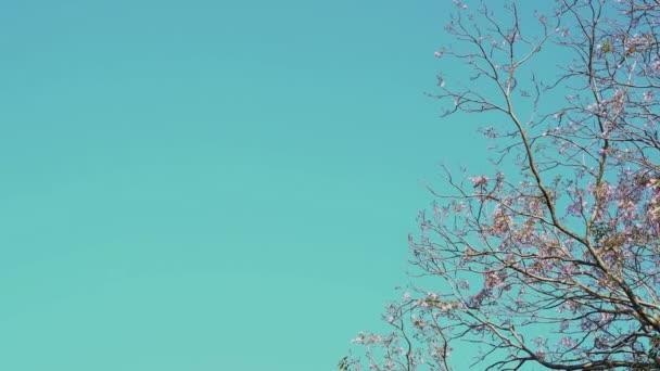 Květ Jeho Stromě Rozfoukován Modrým Nebem — Stock video