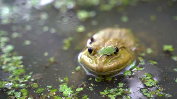 Kikker Leeft Het Moeras Met Behulp Van Een Kroos Camoufleren — Stockvideo