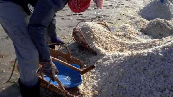 Workers Scoop Salt Buckets Bring Salt Barn — ストック動画