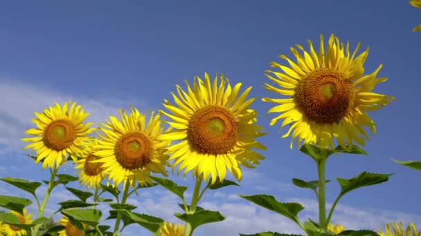 Vinden Blåser Solrosen Jordbruks Tomten Mitt Den Blå Himlen — Stockvideo