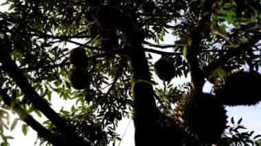 aşağı eğmek, bahçede durian ağacı , Arkadan aydınlatmalı bir video alın