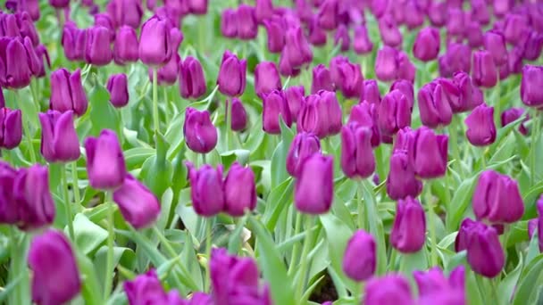 Closed Wind Blows Slowly Purple Tulips Plots Looks Beautiful Nature — Stock Video