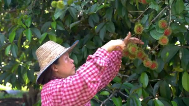 Fruktodlare Samlar Rambutans Från Sina Träd Vid Vilken Tid Rambutan — Stockvideo