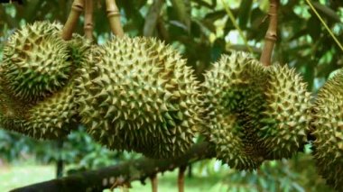 Dolly Shot, Durian meyve durian ağaçlarının dalları asılı, durian meyve hasat için hazır.