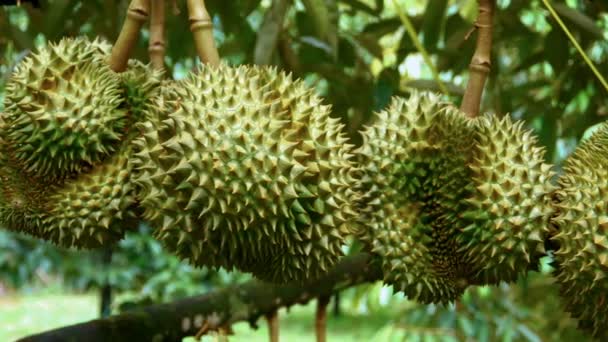 Dolly Shot Durian Meyve Durian Ağaçlarının Dalları Asılı Durian Meyve — Stok video