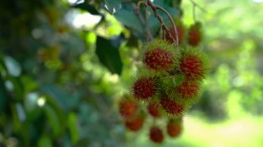 gimbal shot zoom, olgun rambutan meyve kendi ağacında kırmızı