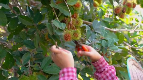 果物農家は木からランブータンを集めているが その時にランブタンは完全に赤くなる — ストック動画