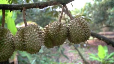 Durian ağaçlarının dallarında asılı durian meyve, durian meyve hasat için hazır.