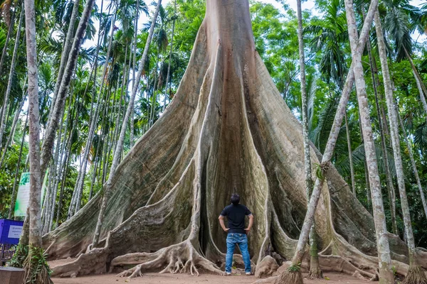 Giant Tree Uthaithani Tree Lasts More 300 Years Unseen Ththailand — стоковое фото