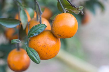 Bahçede ağaç üzerinde Orange Park