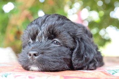 Masada yatan, korkunç sevimli görünen siyah bir köpek resmi.
