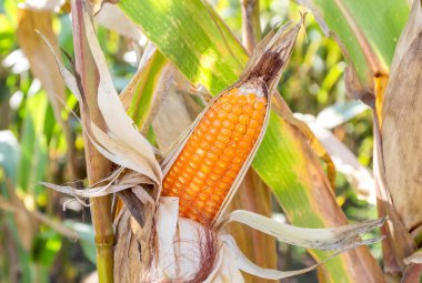 Olgun mısır tarlasında