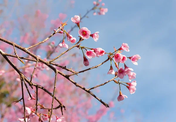 güzel yabani himalaya kiraz çiçeği ( Prunus cerasoides )