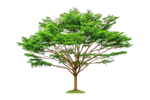 Árvore Terminalia Ivorensis Fundo Branco — Fotografia de Stock