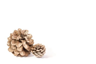 noel dekoratif için beyaz arka plan üzerinde izole whipine koni izole çam konisi.