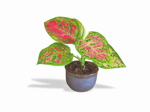 Aglaonema Modestum Vaso Isolado — Fotografia de Stock