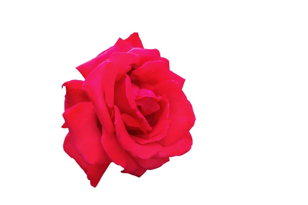 Red Rose Isolar Fundo Branco Com Caminho Recorte — Fotografia de Stock