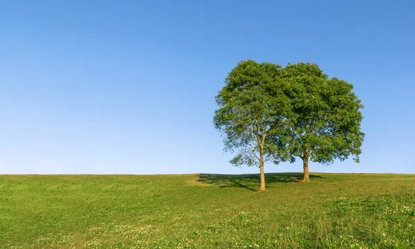 Doppio Albero Collina Cielo Blu — Foto Stock