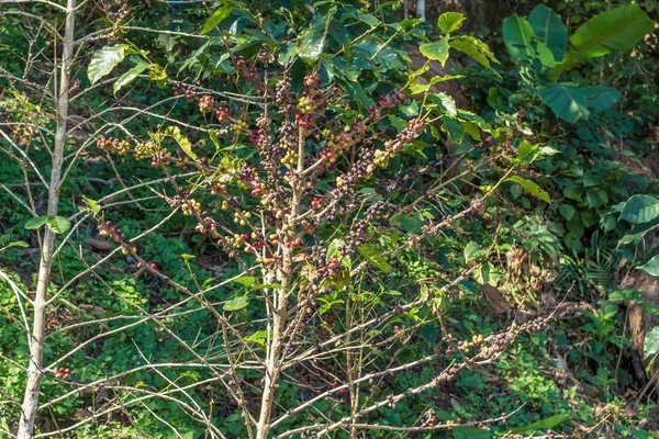 Кофе Деревья Которые Растут Естественным Образом Дикой Природе — стоковое фото