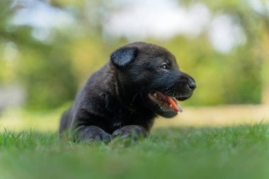 Sevimli siyah köpek yavrusu yeşil çimenlerin üzerinde yatıyor..