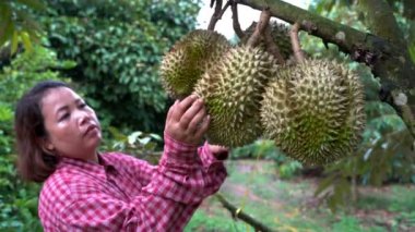 Bahçıvanlar satılmaya hazır durian ağacının üzerindeki durian'ı kontrol ediyorlar..