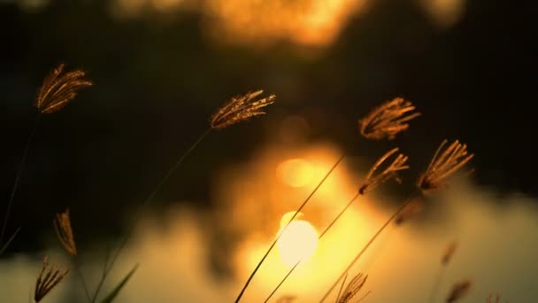 Трава Сдувается Вечером Падает Солнце — стоковое видео