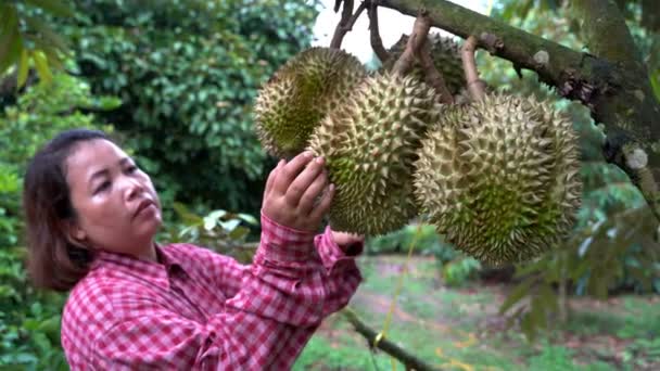 Giardinieri Stanno Controllando Durian Sull Albero Durian Che Pronto Essere — Video Stock