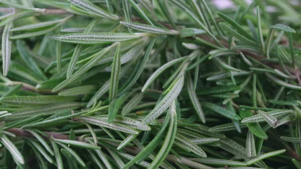 Gros Plan Vidéo Tir Poupée Fraîchement Cueilli Aux Herbes Romarin — Video