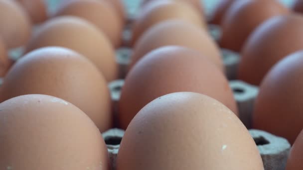 Cerca Recoge Huevos Gallina Bandeja — Vídeos de Stock