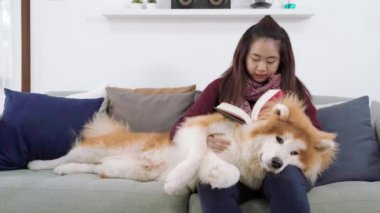 Akita Inu köpek Japonya 'dan geliyor. Kanepede kitap okuyan bir kadın sahibinin kucağına uzanmak.