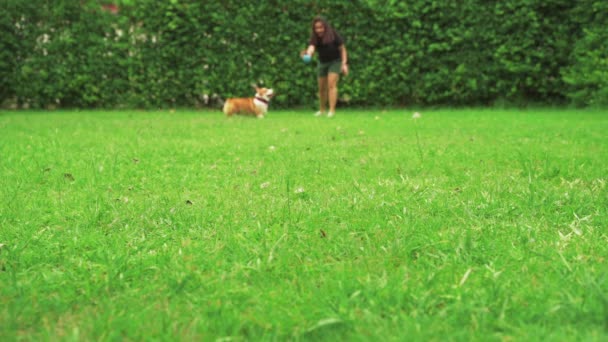 Galês Corgi Cão Correndo Para Pegar Bola Jogada Por Seu — Vídeo de Stock