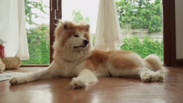 Raza Perros Akita Inu Japón Yaciendo Dentro Casa — Vídeo de stock