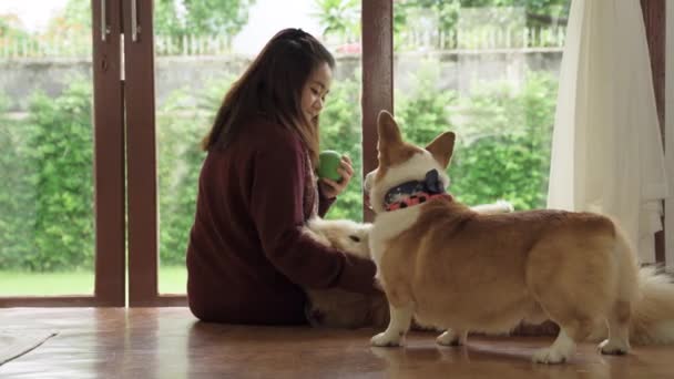 年轻美丽的亚洲女人在客厅里用一个球取笑她的威尔士科吉犬和秋田英努犬 — 图库视频影像