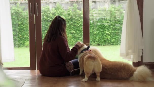 Młoda Piękna Azjatka Drażni Jej Walijski Pies Corgi Pies Akita — Wideo stockowe