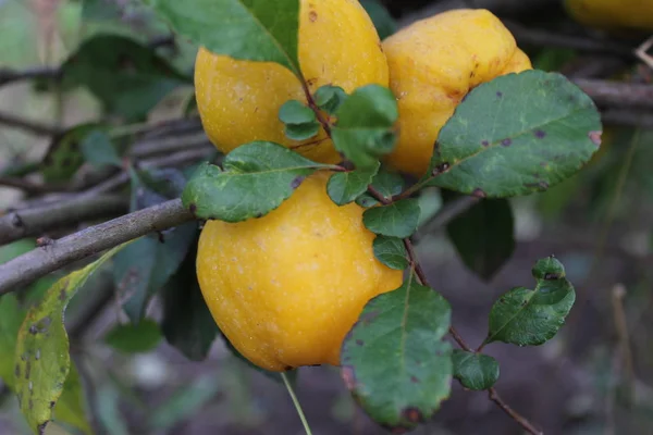 Grows Yellow Ripe Quince — Stock Photo, Image