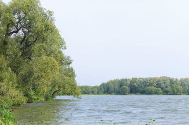 Nehir kenarındaki ağaçlar