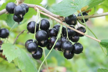 Dalda siyah frenk üzümü