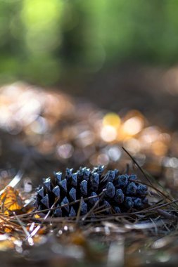 Une pomme de pin  au sol dans un sous bois