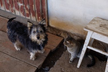 köpek ve kedi verandada, köpek üzerine sığ odak birlikte takılmak