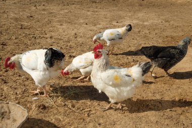 tavuk horozu bir kümes hayvanları bahçesinde ücretsiz aralığı tavuk dolaşmak bahçesinde küçük bir çiftlikte bir çiftlikte