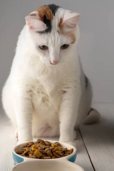 Propietario Alimentación Lindo Gato Casa Gato Comida —  Fotos de Stock