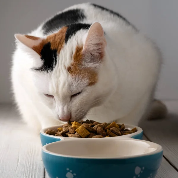 Pemilik Memberi Makan Kucing Lucu Rumah Makanan Kucing Stok Gambar Bebas Royalti