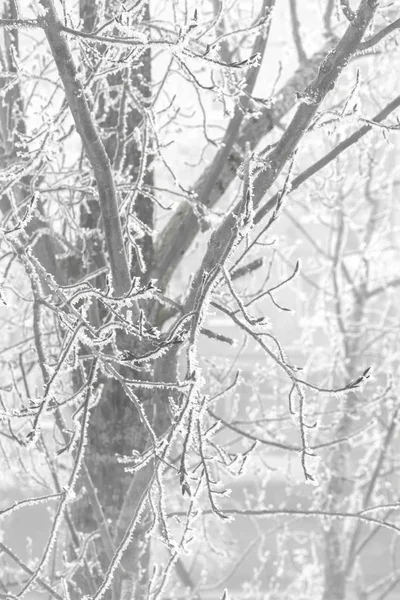 霧の中で冬の朝の霜氷 で覆われた木の枝を凍結 — ストック写真