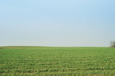 yeşil tarla ve mavi gökyüzü 