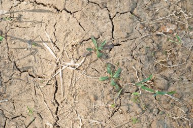 kurutulmuş kırık çamura bitki 